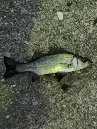 セイゴ（ヒラスズキ）の釣果