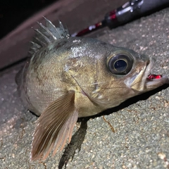 クロメバルの釣果