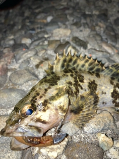 タケノコメバルの釣果