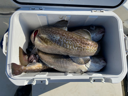 マダラの釣果