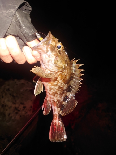 カサゴの釣果