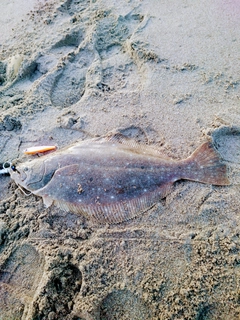 ヒラメの釣果