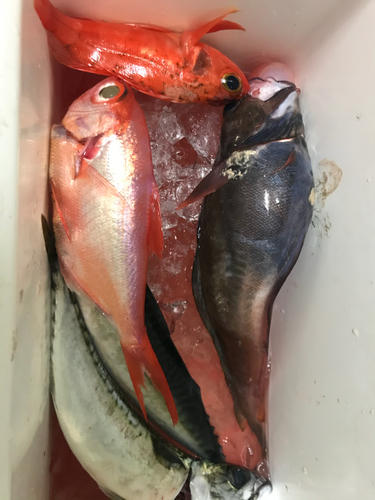 キンメダイの釣果