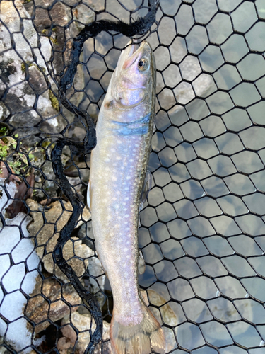 イワナの釣果