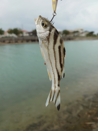 釣果