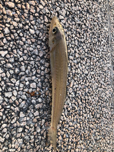 キスの釣果