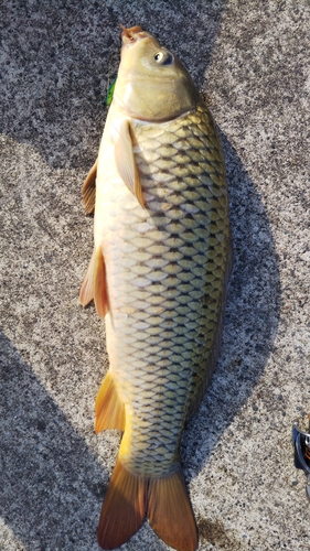 コイの釣果