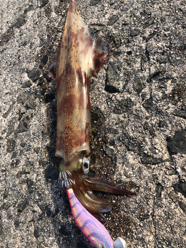 ヤリイカの釣果