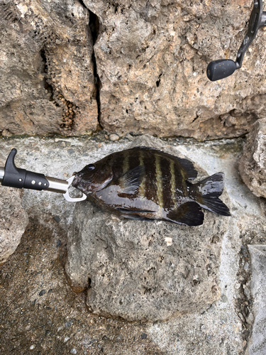 オヤビッチャの釣果