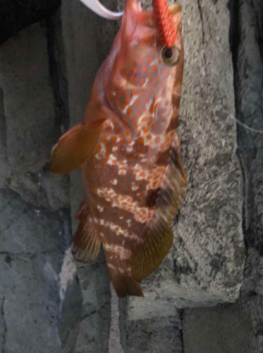 アコウの釣果