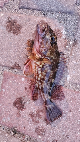 アラカブの釣果