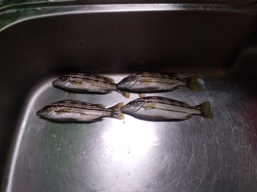 コトヒキの釣果