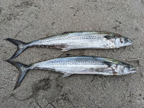 サゴシの釣果