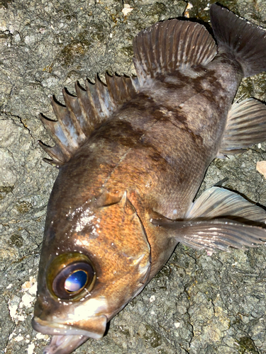 メバルの釣果