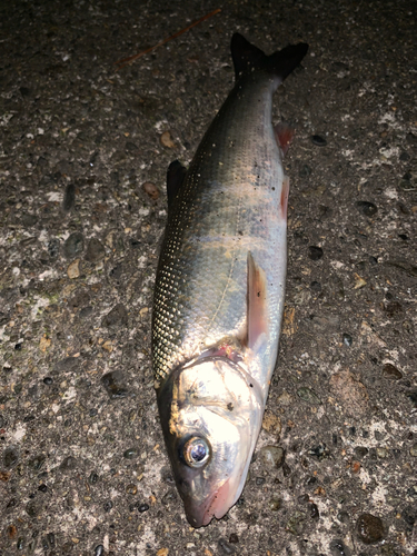 ウグイの釣果