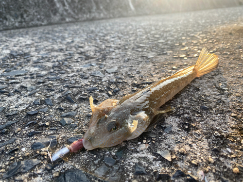 コチの釣果