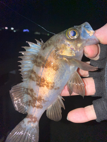 シロメバルの釣果