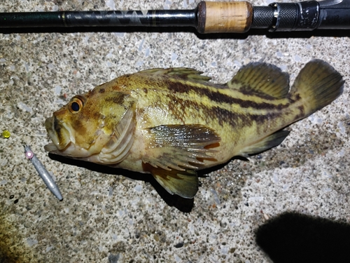 シマソイの釣果