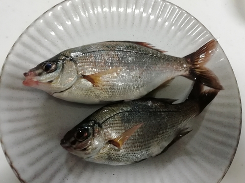 ウミタナゴの釣果