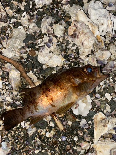 メバルの釣果