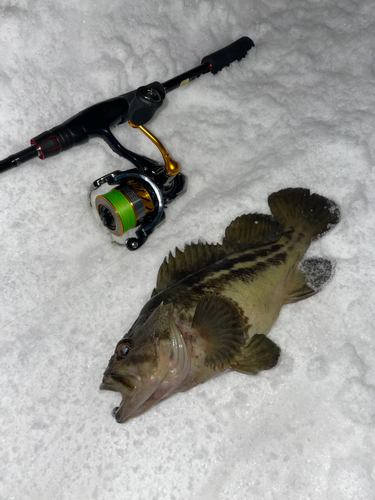 シマソイの釣果