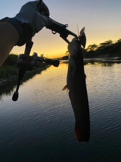 ナマズの釣果