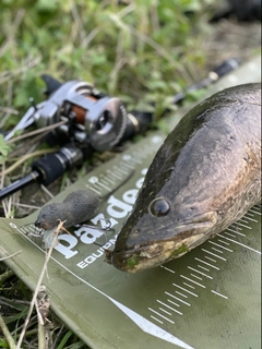 ライギョの釣果