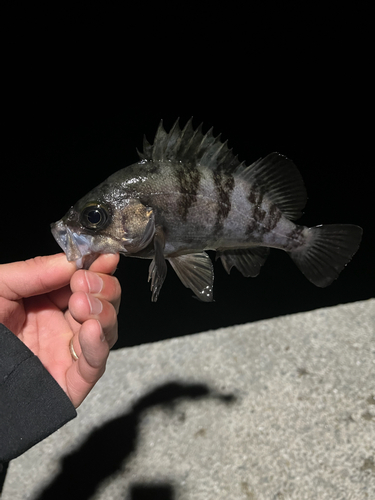 クロメバルの釣果