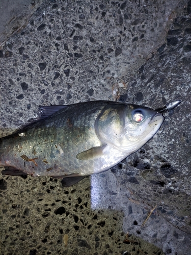 フナの釣果