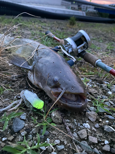 ナマズの釣果