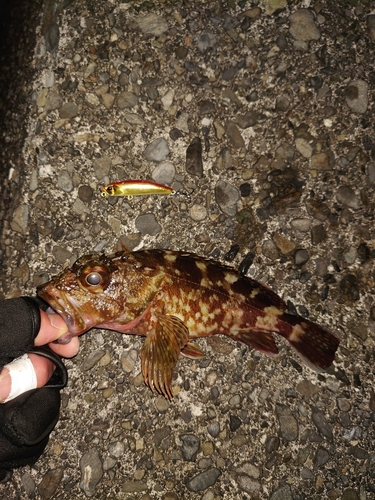 カサゴの釣果