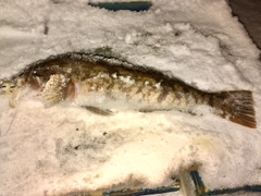 アイナメの釣果