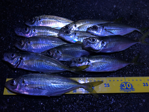 アジの釣果