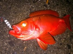 キントキダイの釣果