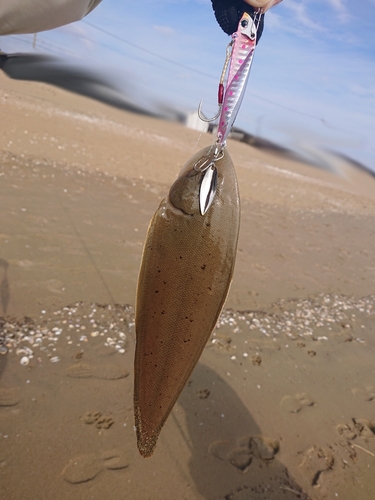 シタビラメの釣果