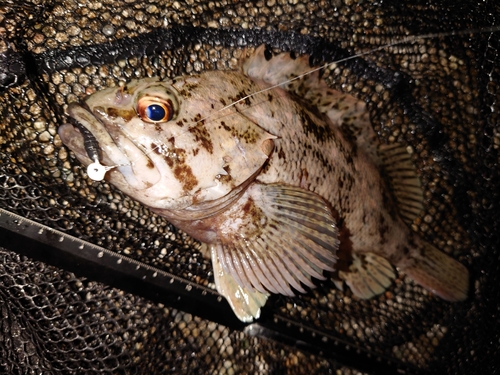 クロソイの釣果