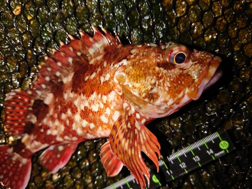 カサゴの釣果