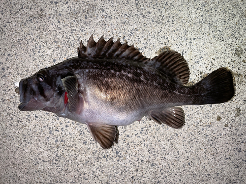 クロソイの釣果