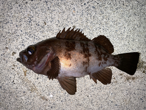 メバルの釣果