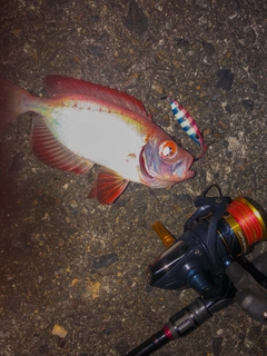 キントキダイの釣果