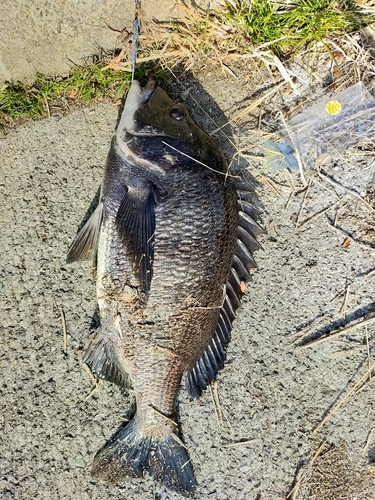 チヌの釣果