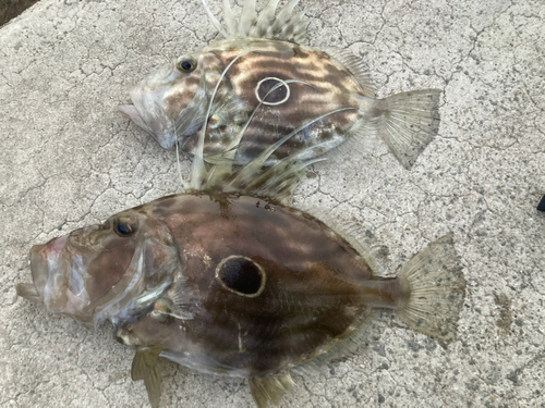 マトウダイの釣果