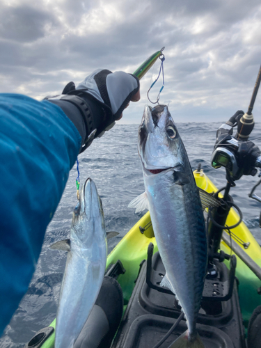 マサバの釣果