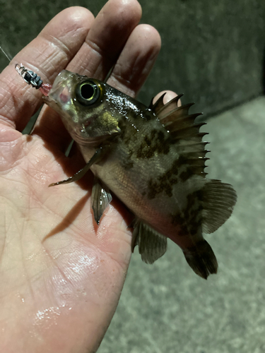 タケノコメバルの釣果