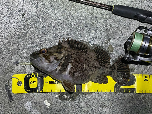 オウゴンムラソイの釣果