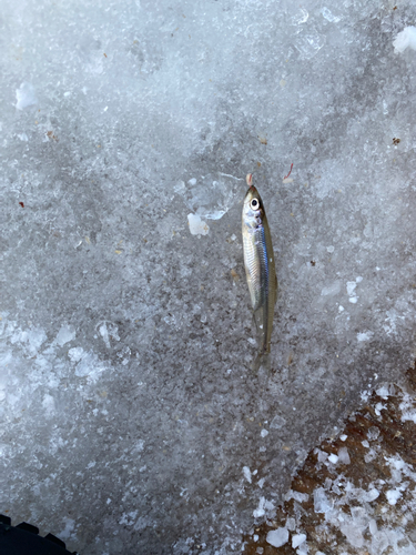 ワカサギの釣果