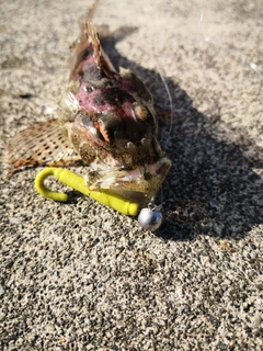 アナハゼの釣果