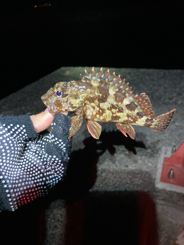 アラカブの釣果