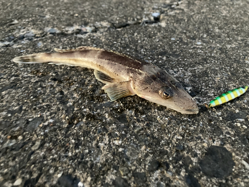 ワニゴチの釣果