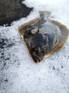 カレイの釣果